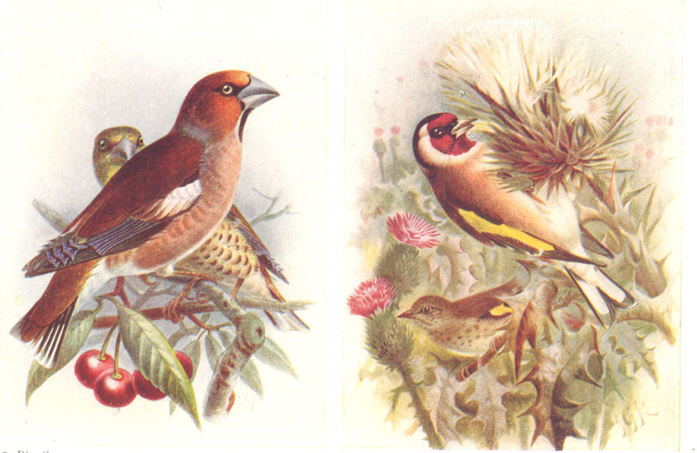 BRITISH BIRDS. Hawfinch; Goldfinch. THORBURN 1925 vintage print picture
